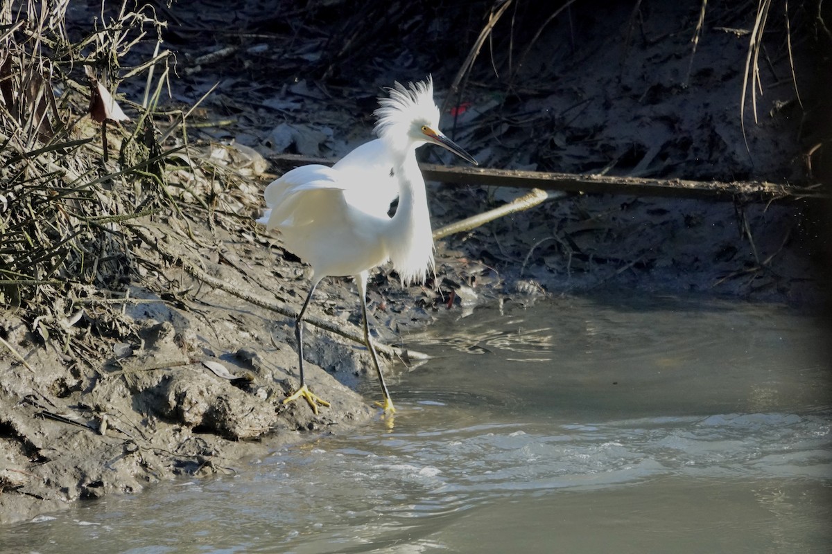 Snowy Egret - ML646558901