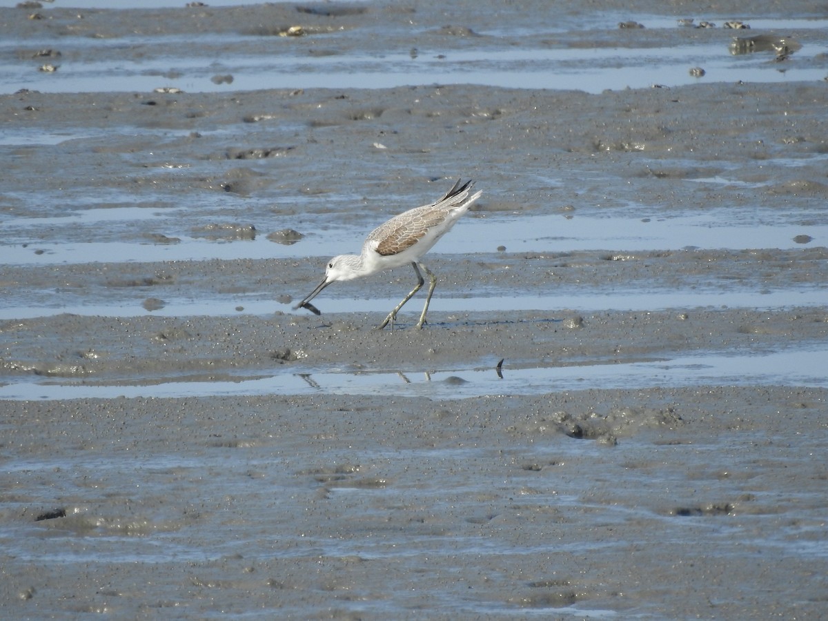 Marsh Sandpiper - ML646558903