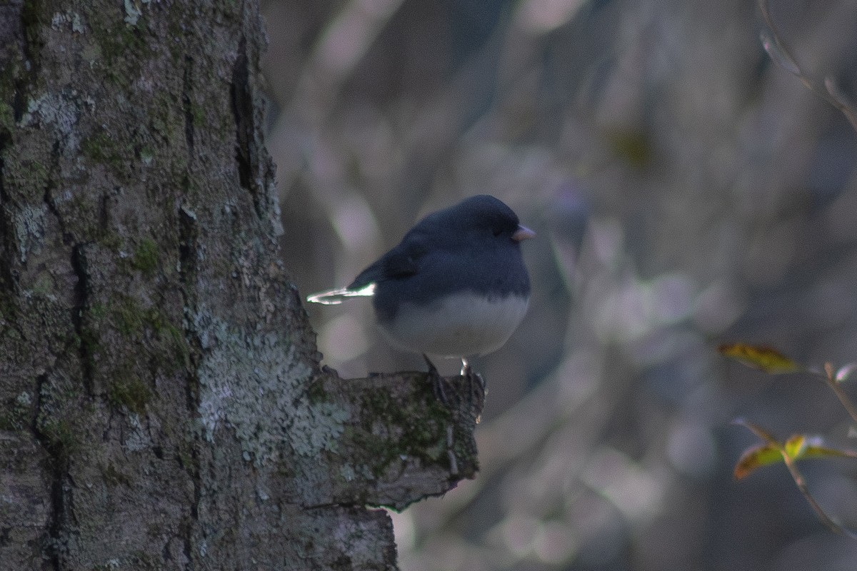 strnadec zimní - ML646558904