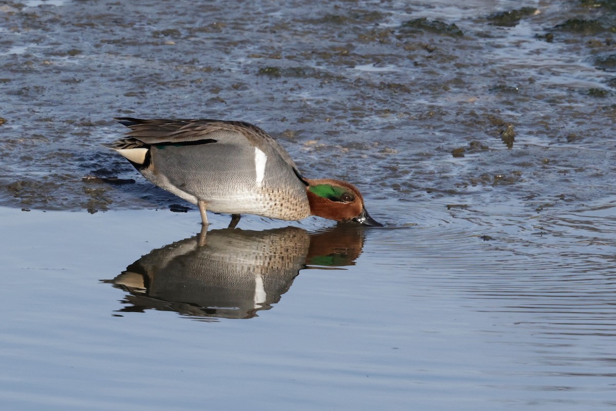 Cerceta Común - ML646558906