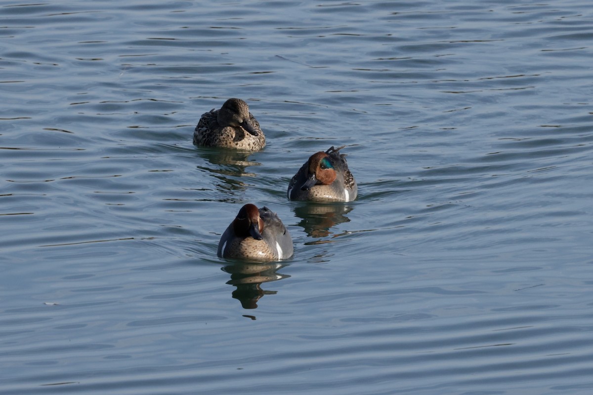 Cerceta Común - ML646558907