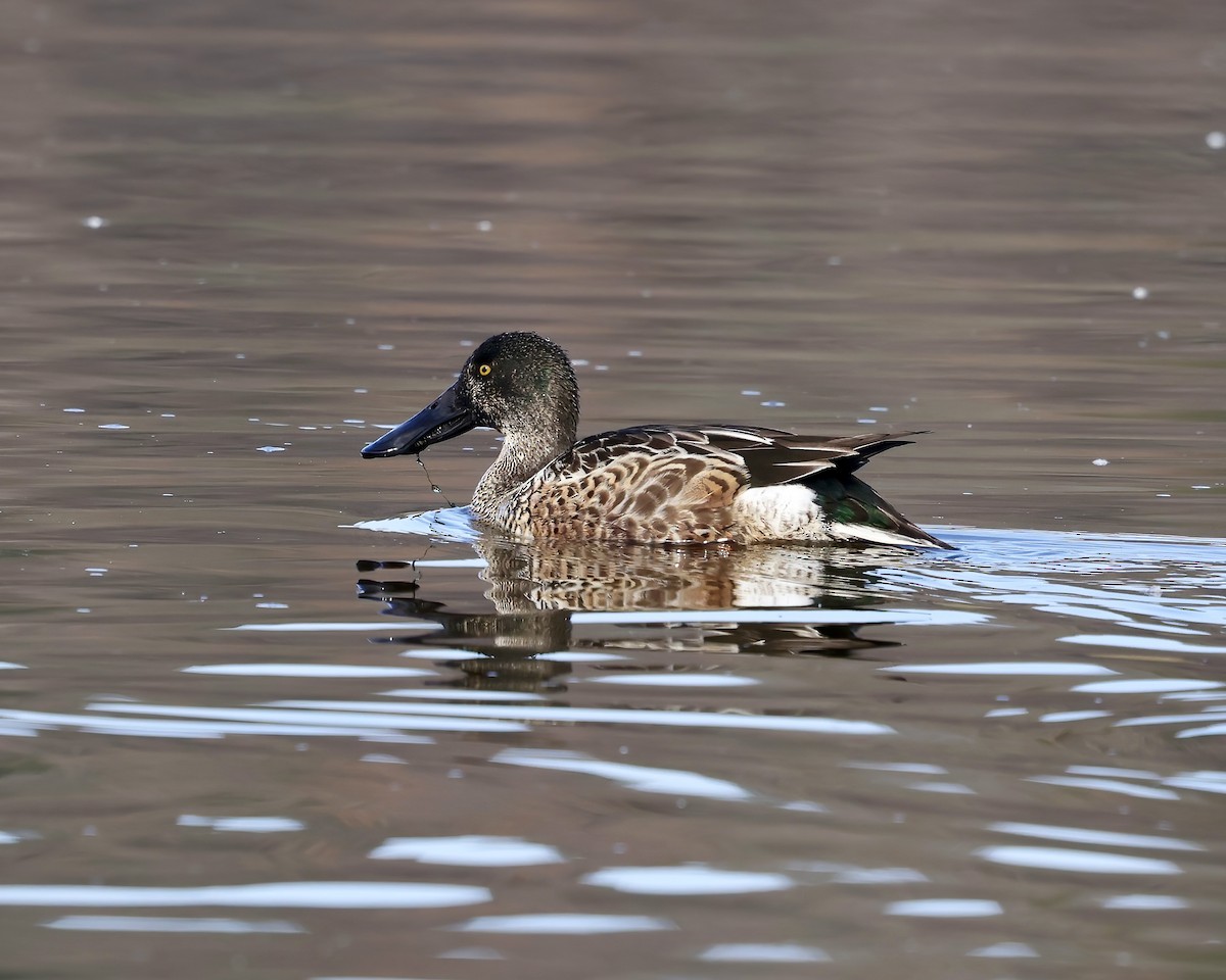 Mestolone - ML646558909