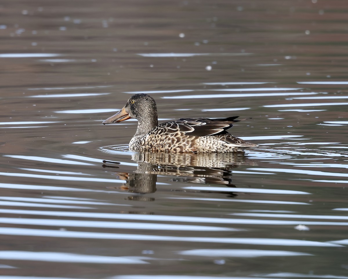 Mestolone - ML646558910