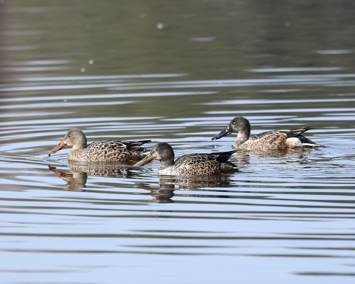 Mestolone - ML646558911