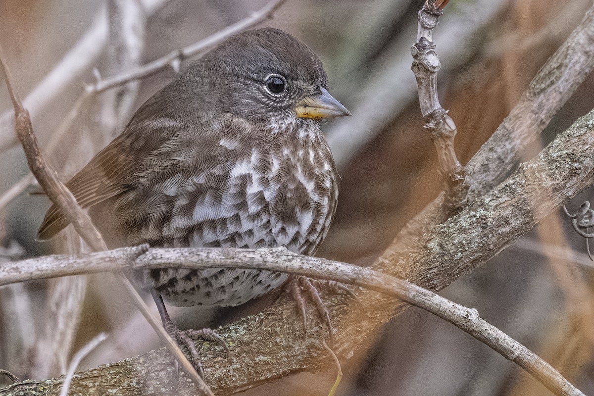 Chingolo Zorruno - ML646558912