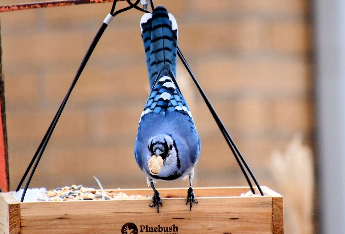 Blue Jay - ML646558913