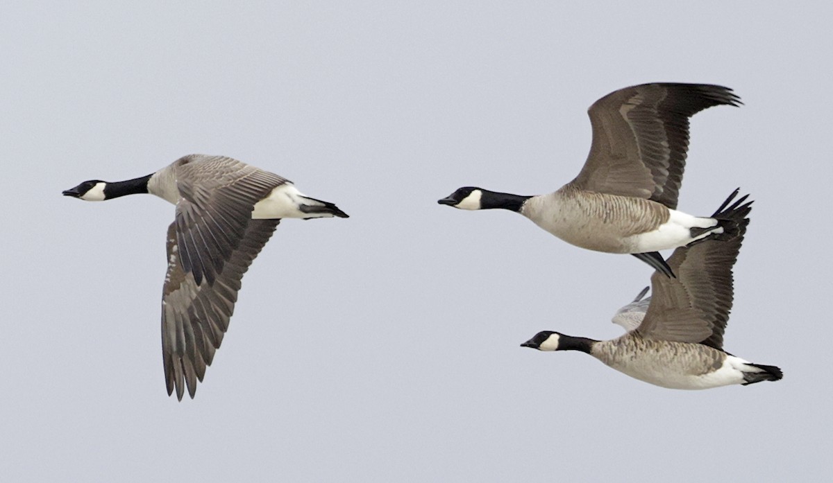 berneška malá - ML646558914