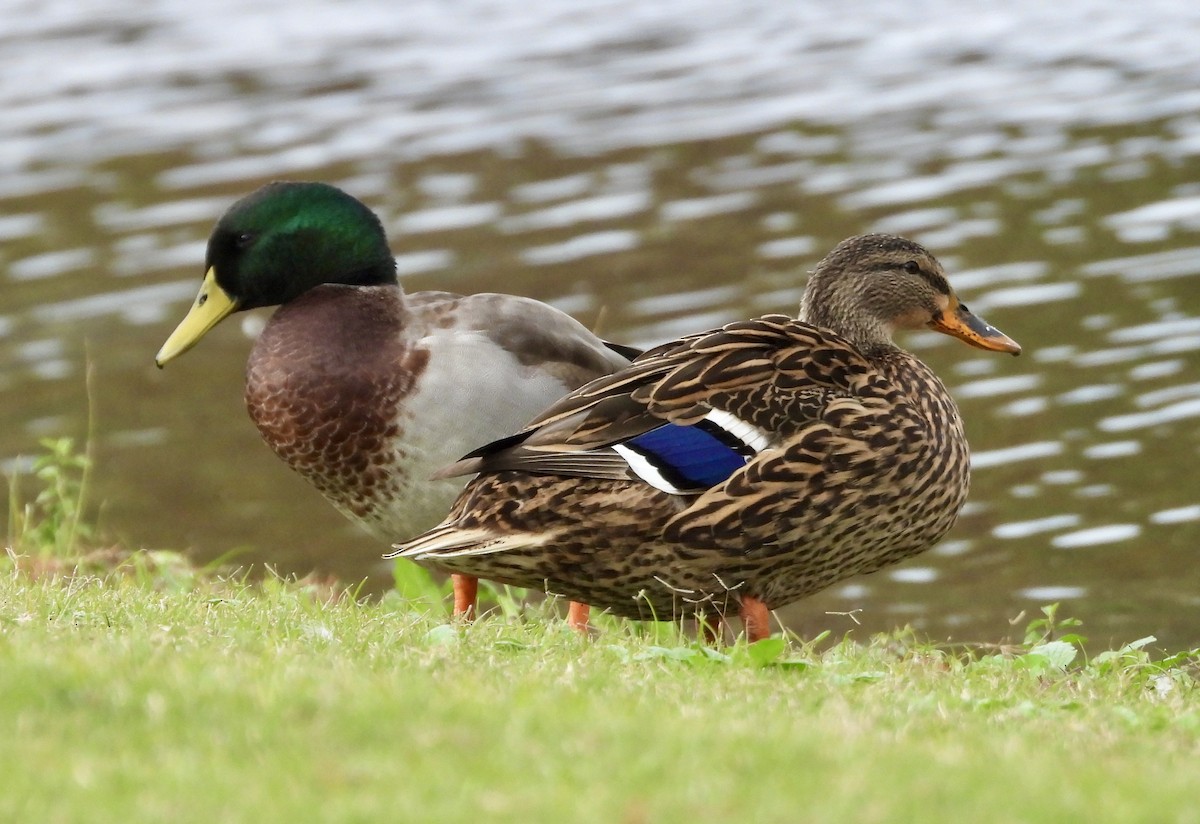 Mallard - ML646558915