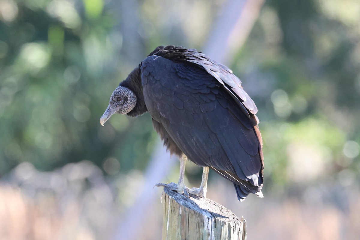 Urubu noir - ML646558916