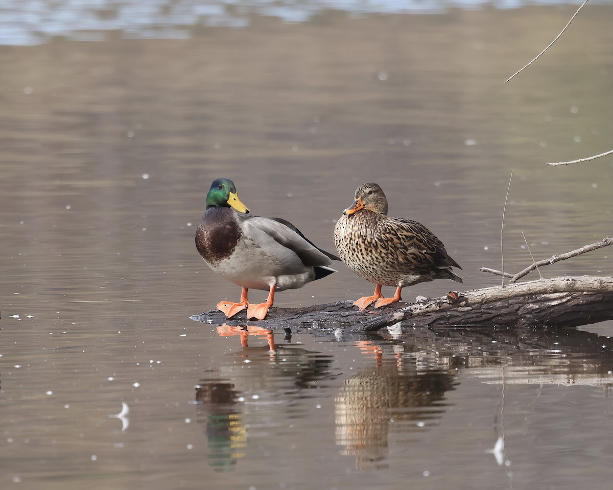 Germano reale - ML646558918