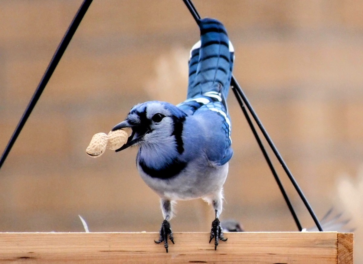 Blue Jay - ML646558922