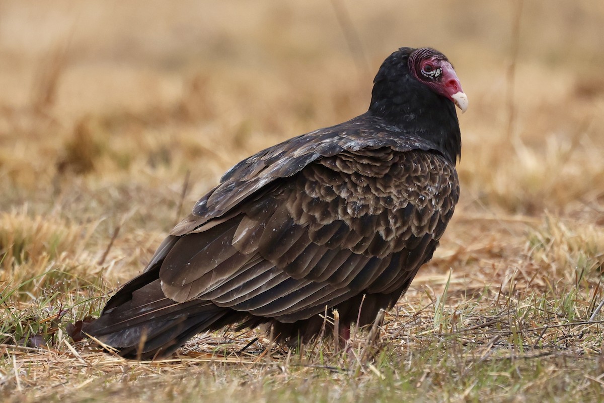 Turkey Vulture - ML646558923