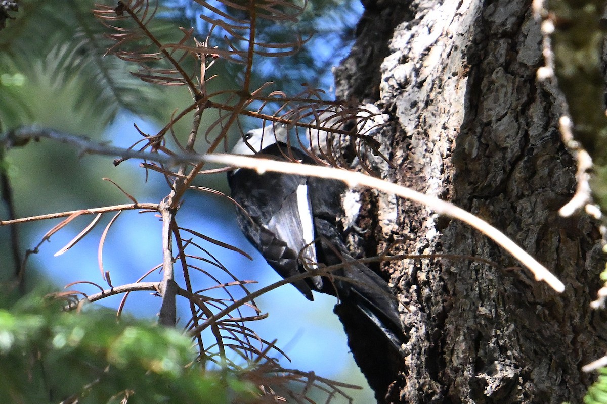 White-headed Woodpecker - ML646558925