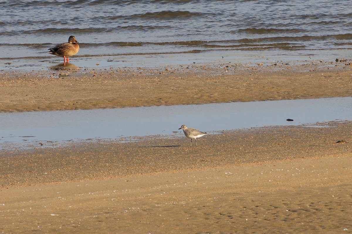 tundralo - ML646558928