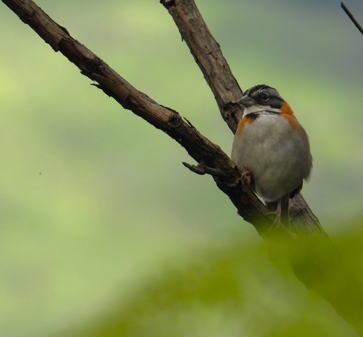 Morgenammer - ML646558931