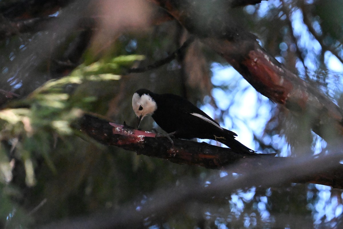 White-headed Woodpecker - ML646558933