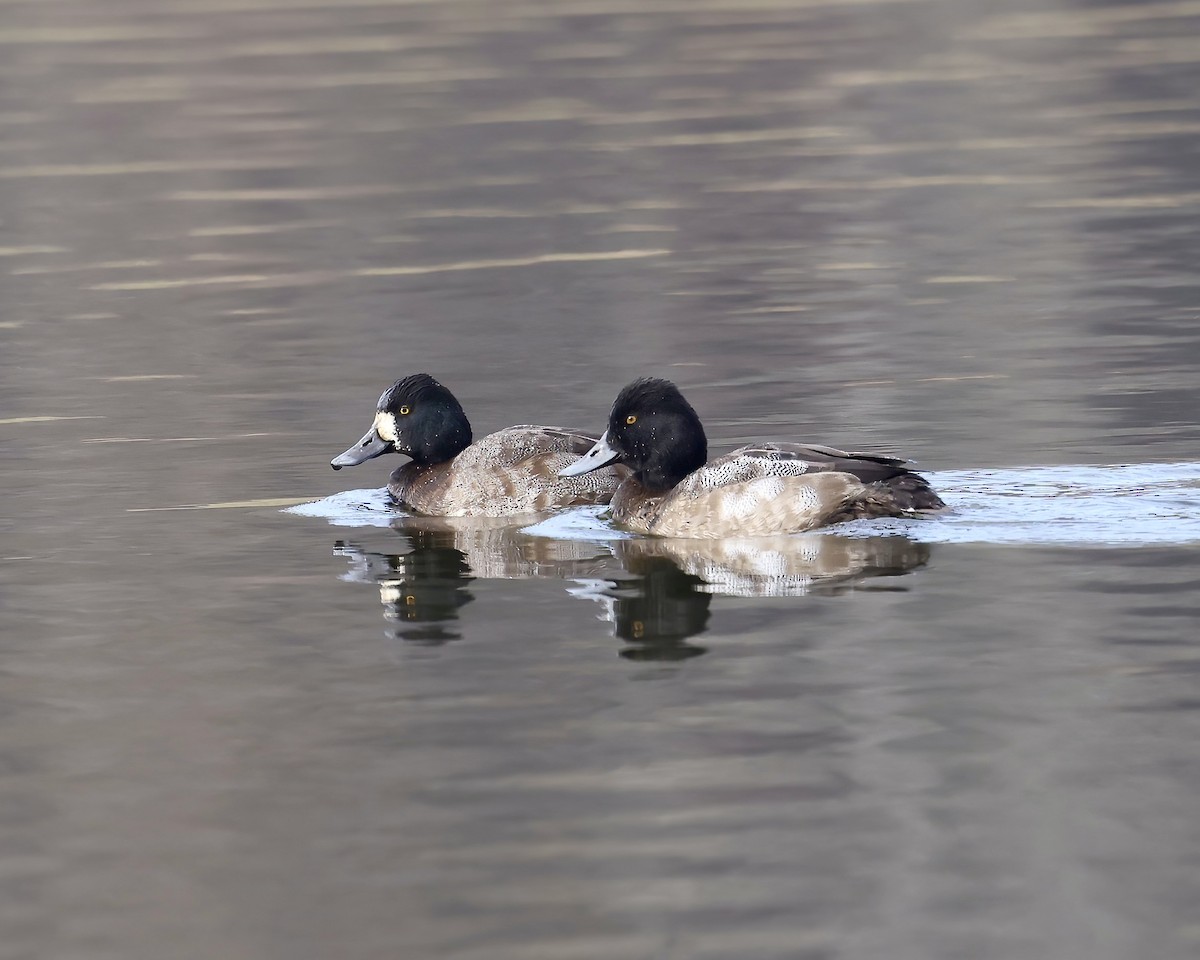 Lesser Scaup - ML646558940