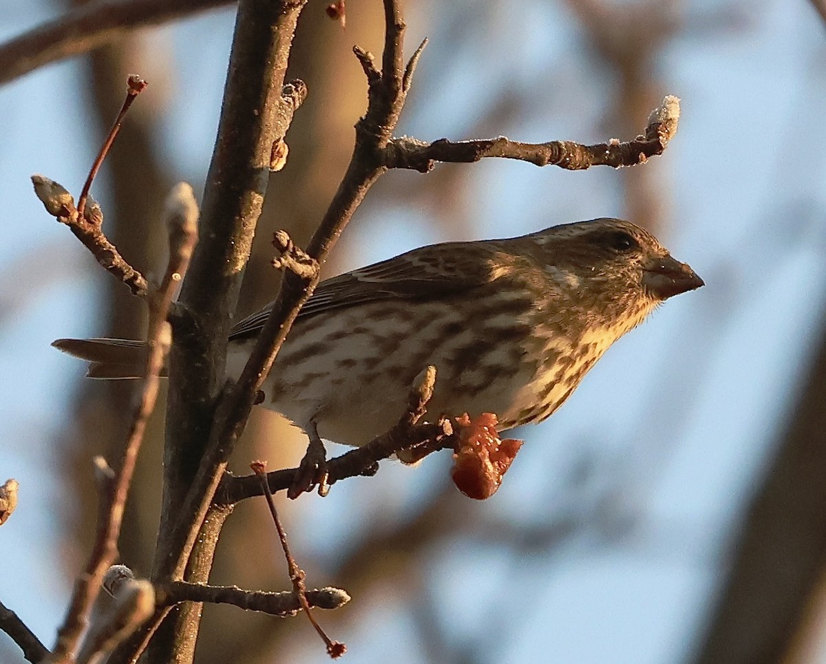 Purple Finch - ML646558941
