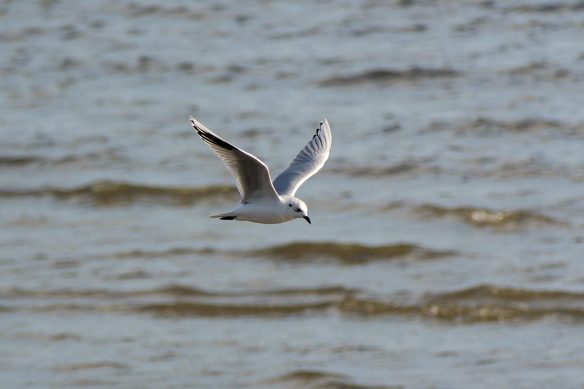 gulehavsmåke - ML646558942