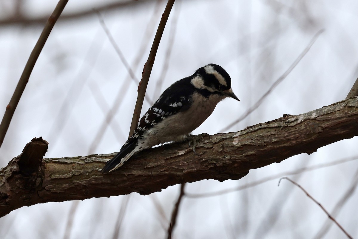 Downy Woodpecker - ML646558947