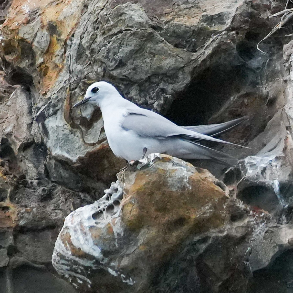 grånoddy - ML646558948