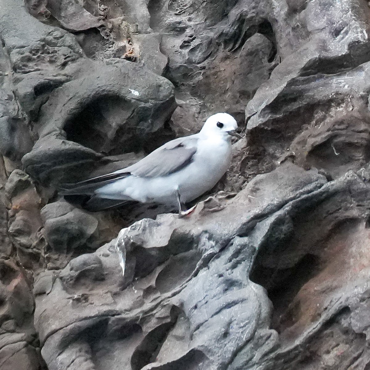 grånoddy - ML646558949