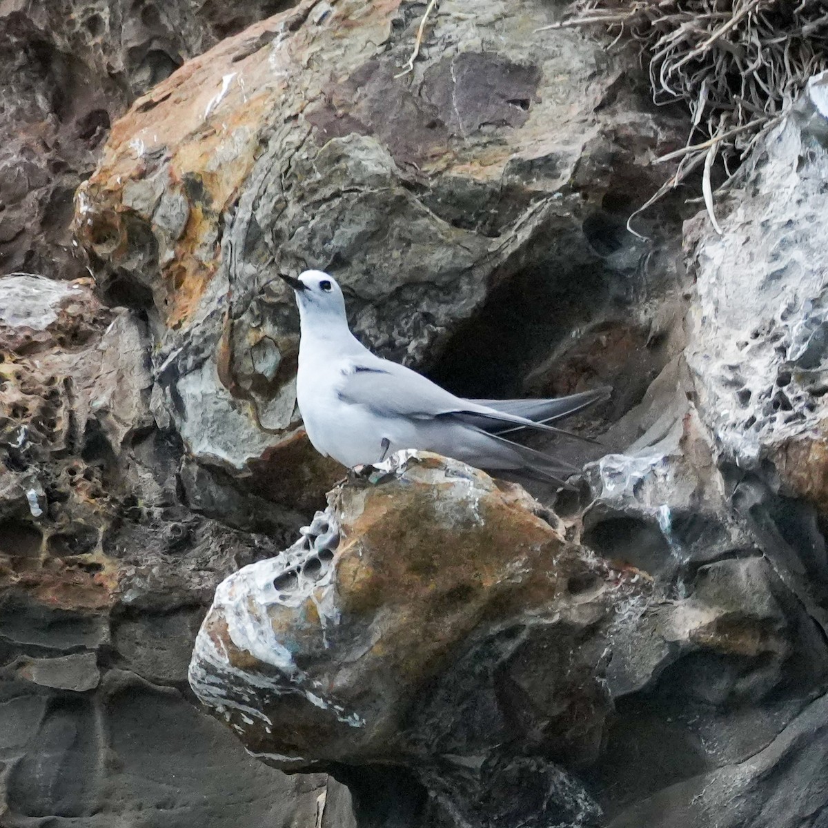 grånoddy - ML646558950