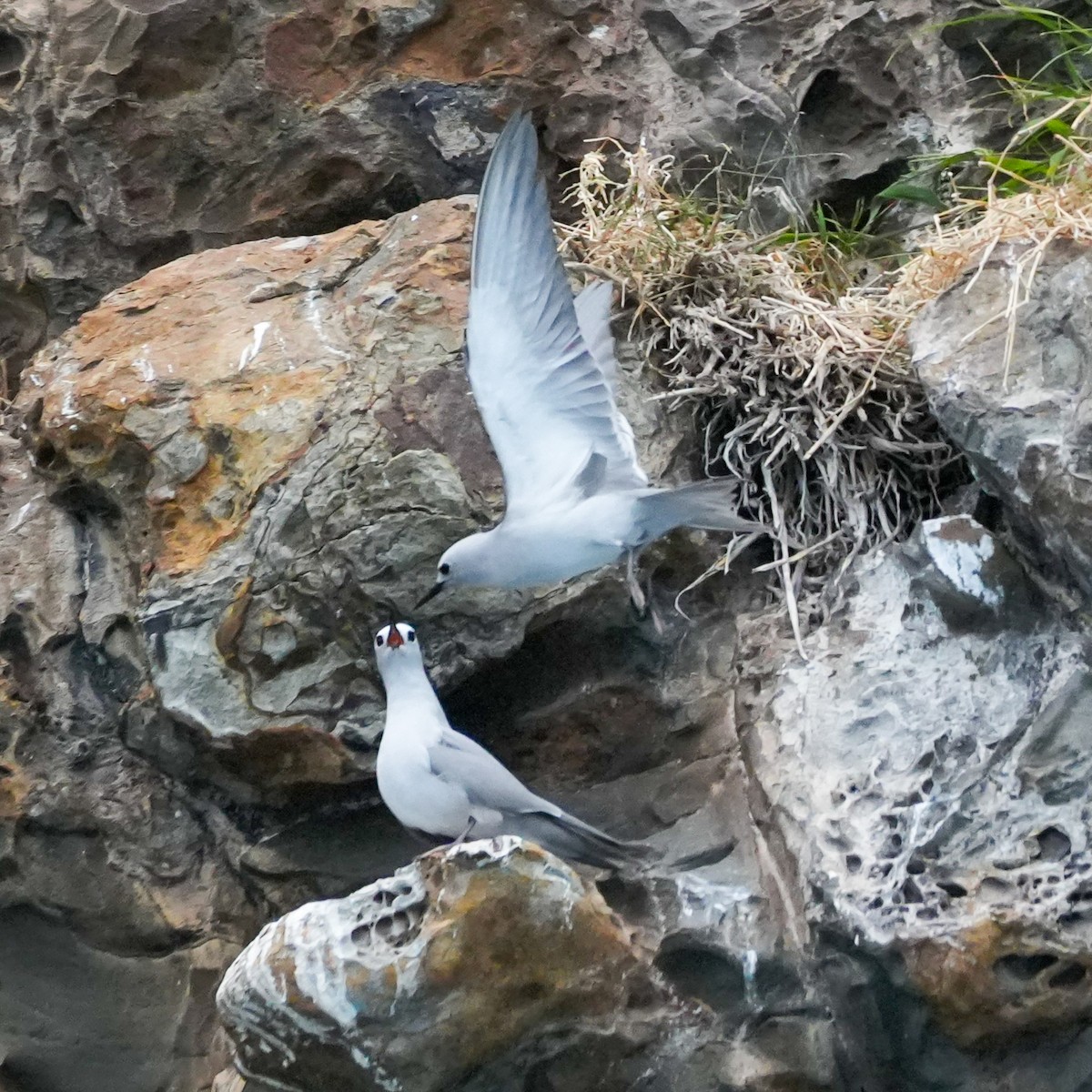 grånoddy - ML646558951