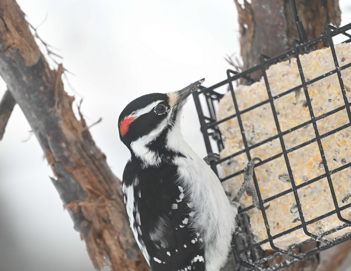 セジロアカゲラ - ML646558952