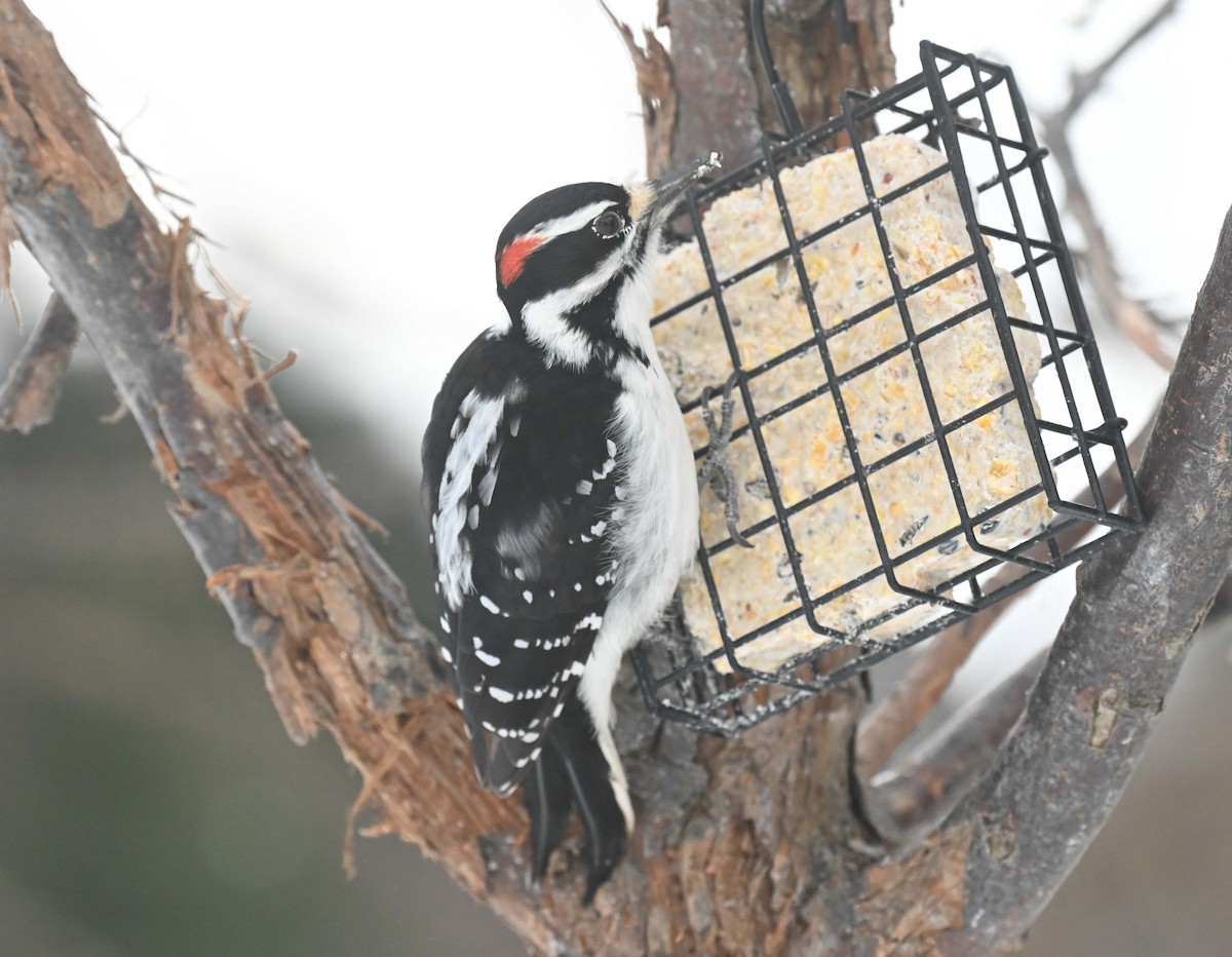 セジロアカゲラ - ML646558953