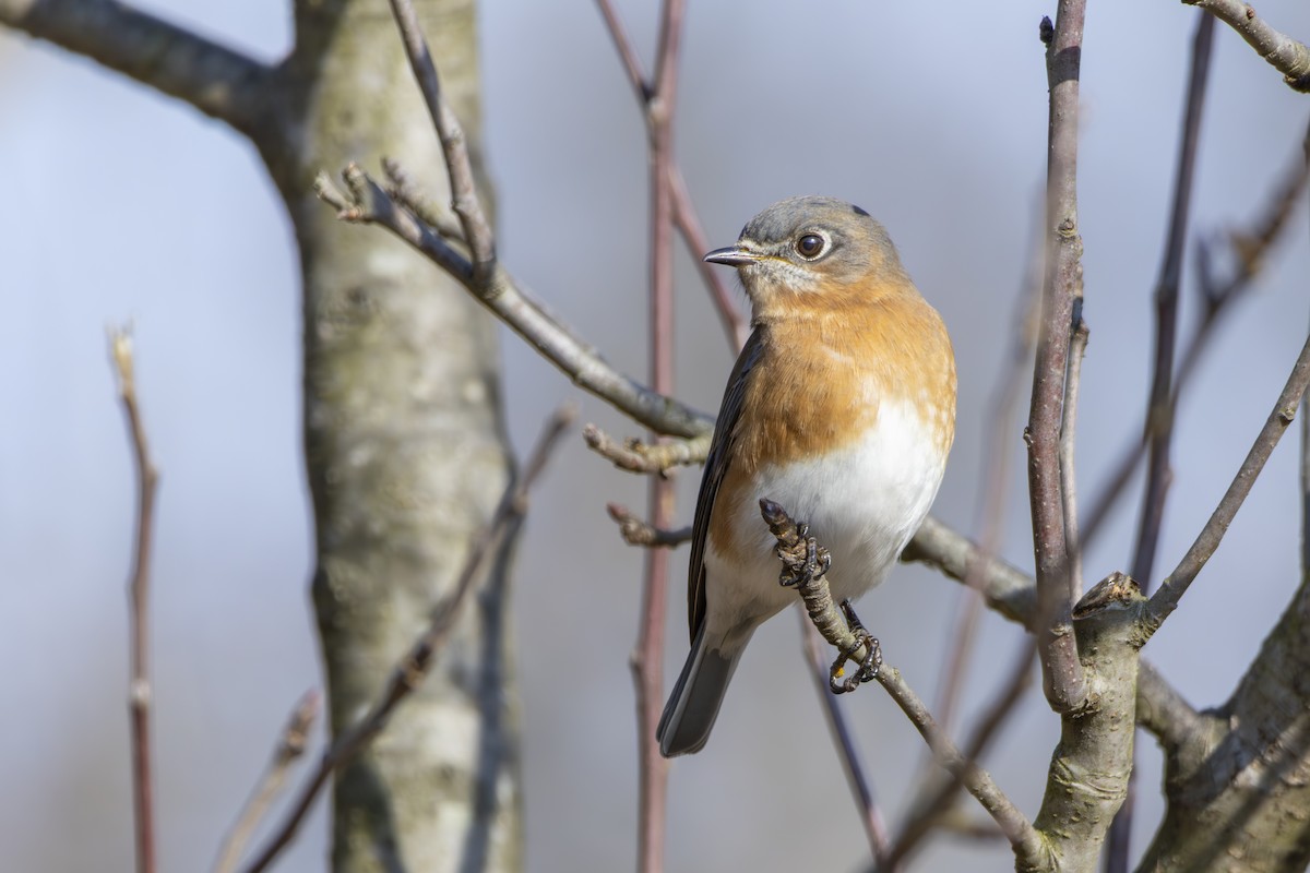 Eastern Bluebird - ML646558955
