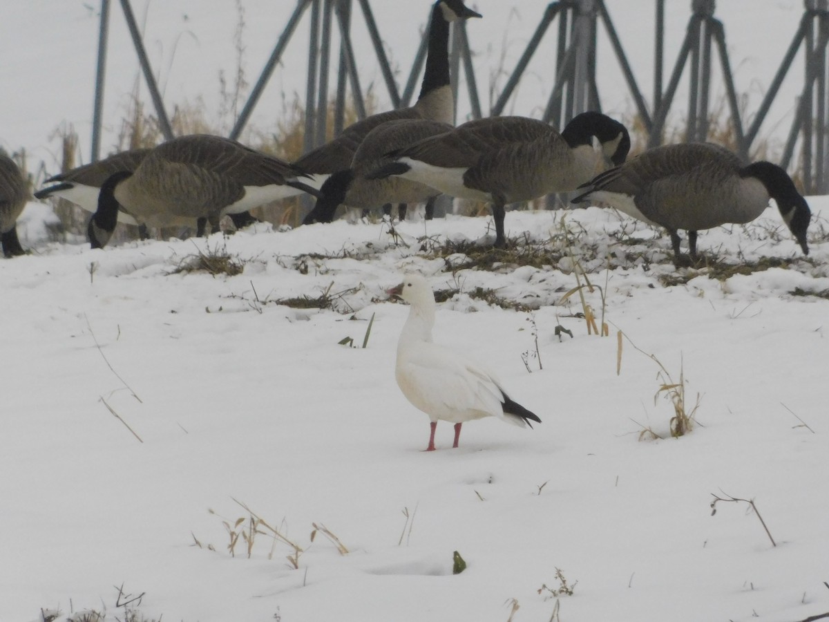 Zwergschneegans - ML646558956