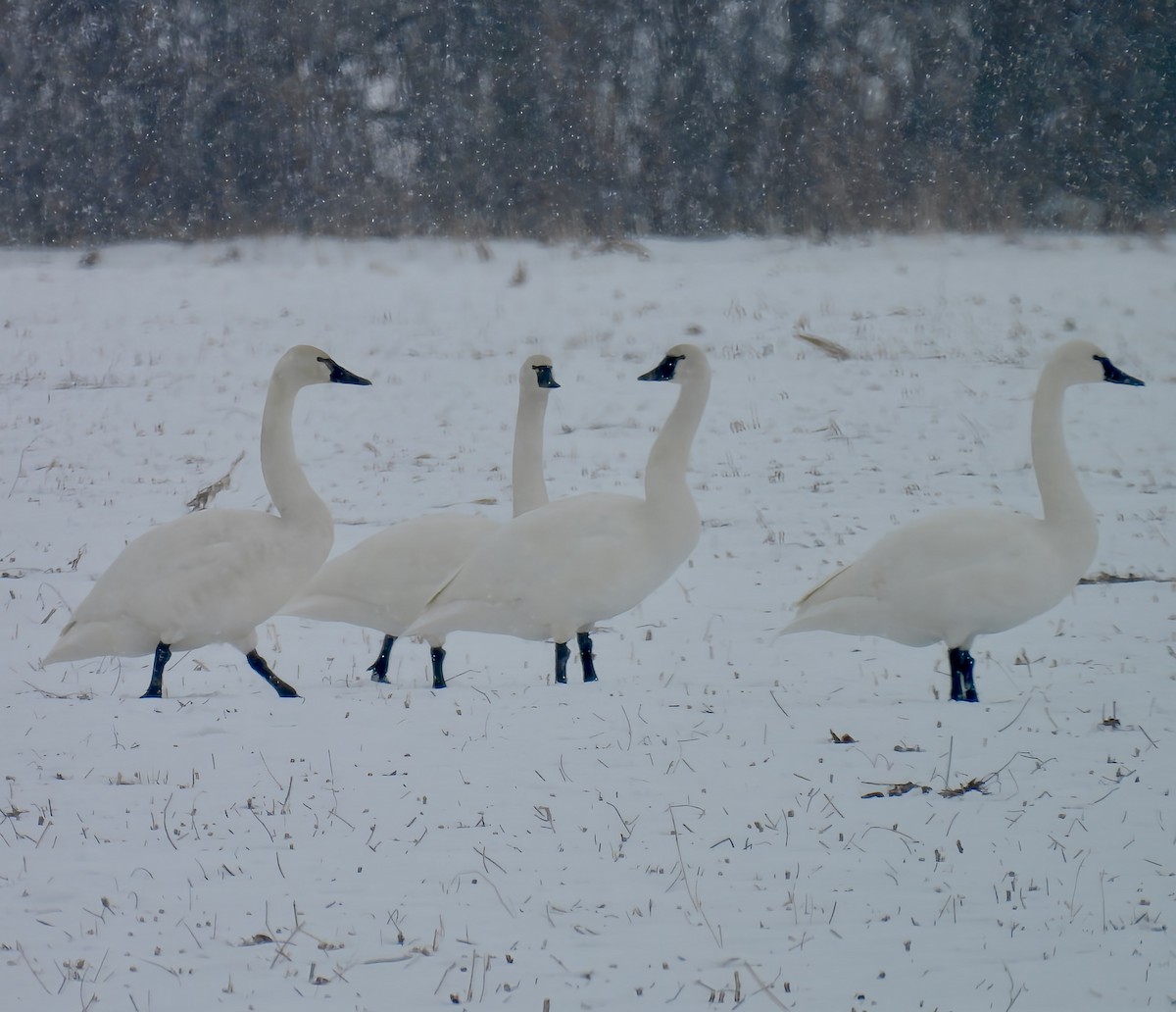 Гунгар хун - ML646558958