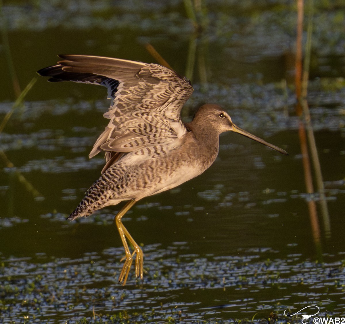 Long-billed Dowitcher - ML646558959