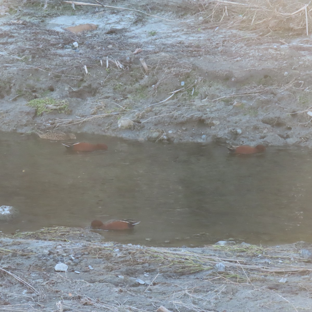 Cinnamon Teal - ML646558960