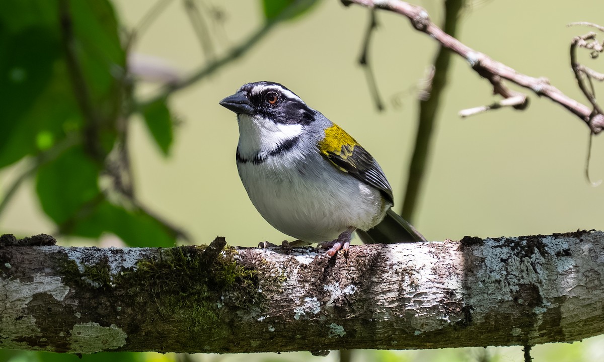 Marañon Sparrow - ML646558962