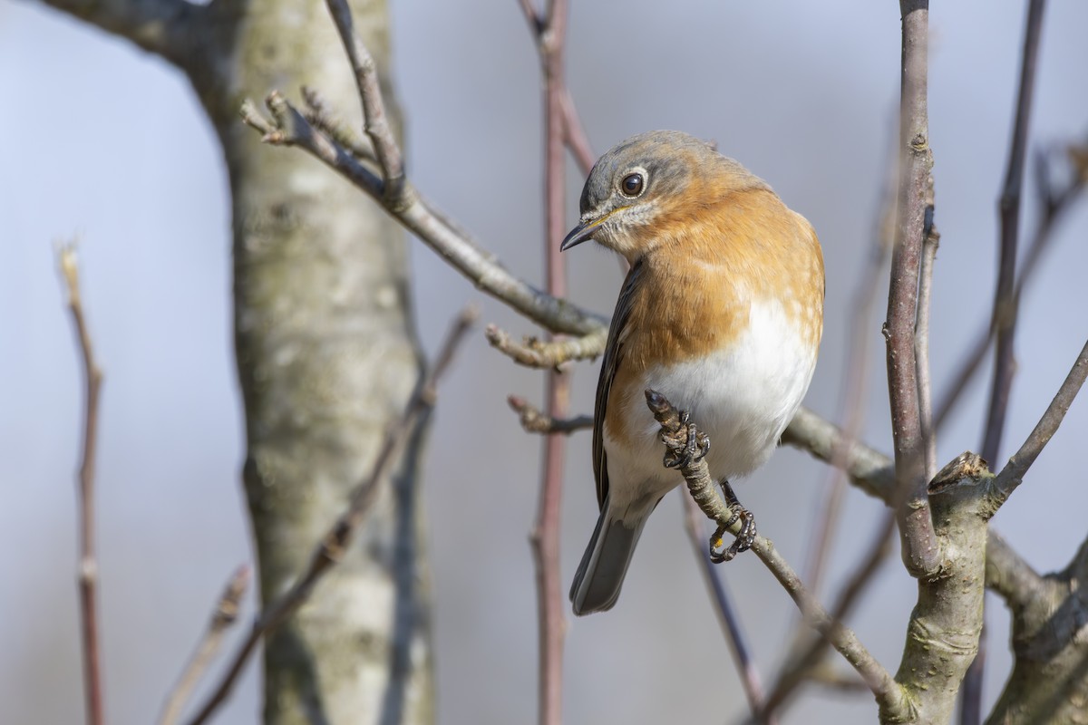 Eastern Bluebird - ML646558965
