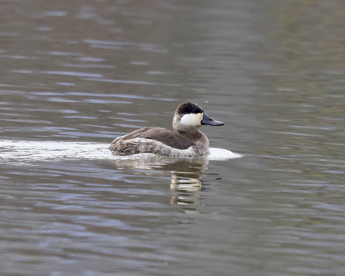 Gobbo della Giamaica - ML646558966