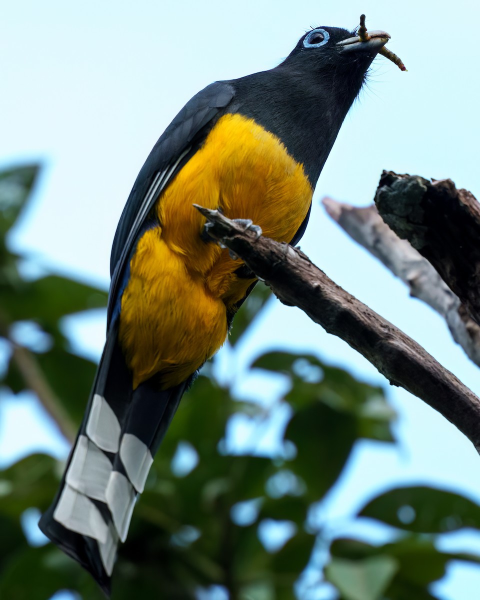 Black-headed Trogon - ML646558967