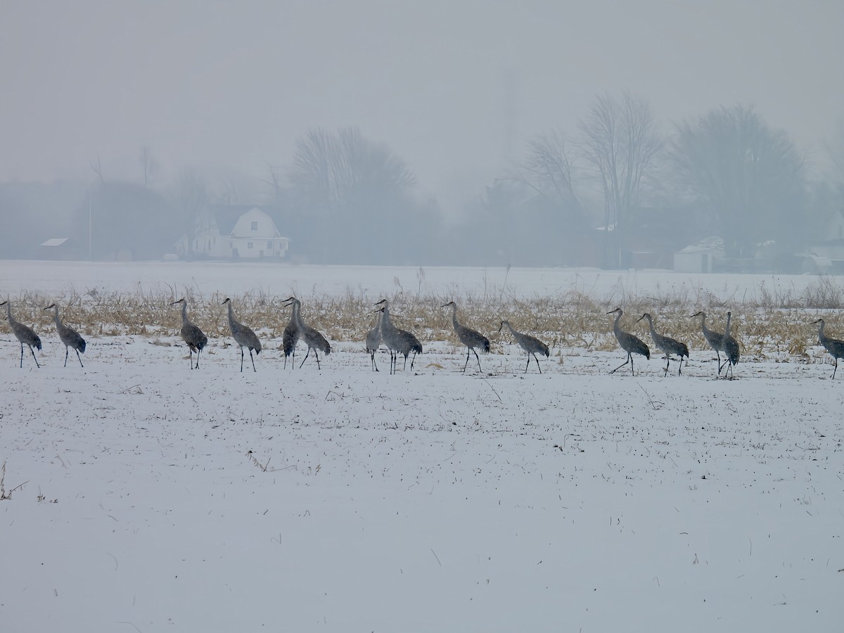 Орог тогоруу - ML646558977