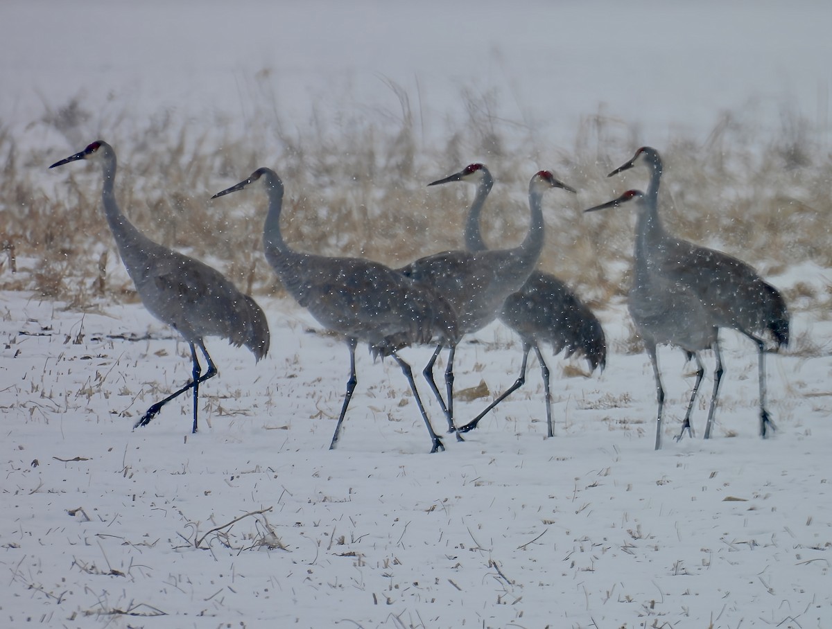 Орог тогоруу - ML646558978