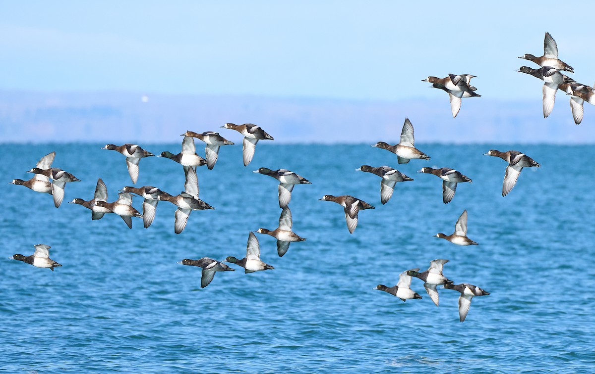 Greater Scaup - ML646558979