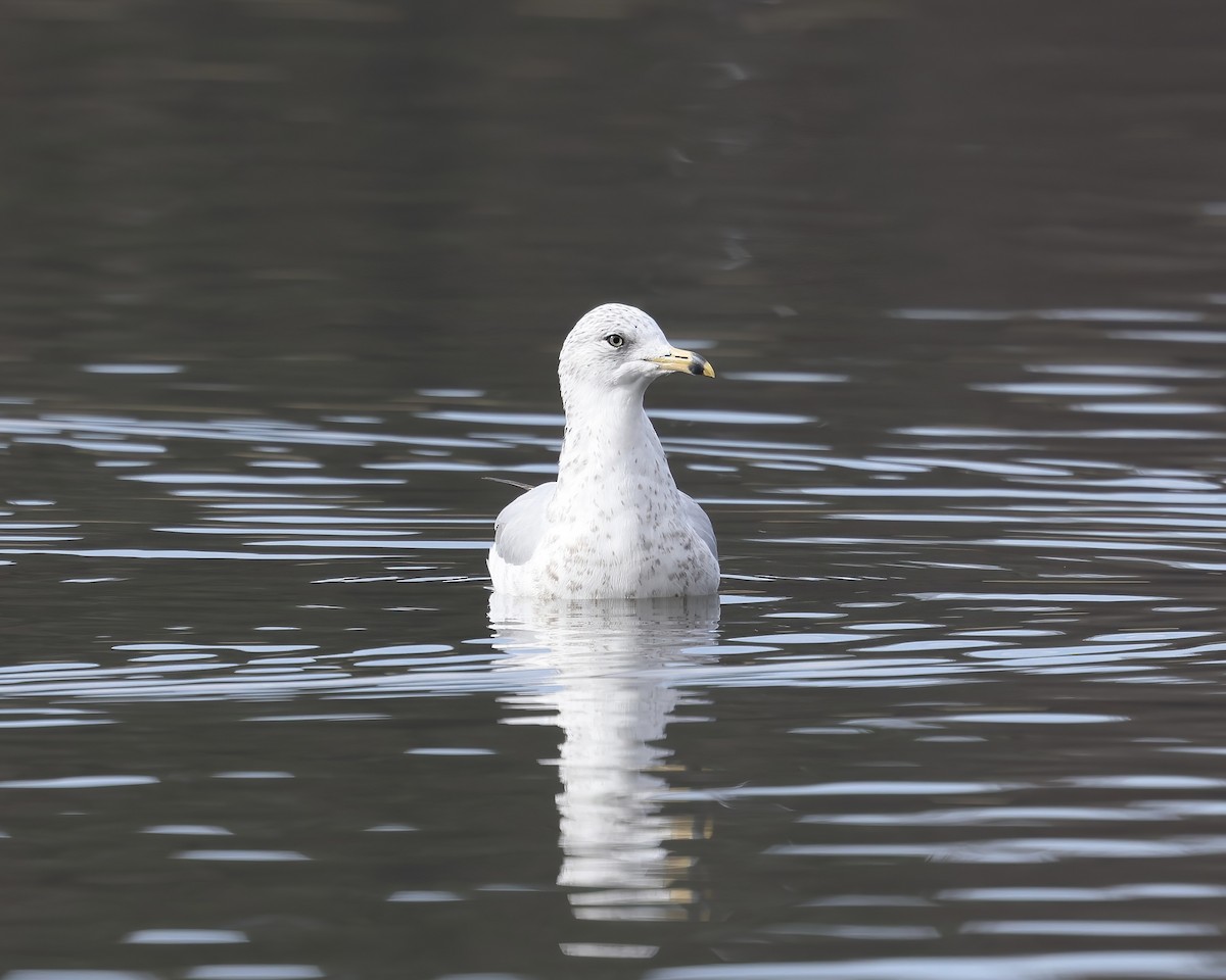 Gavina americana - ML646558980