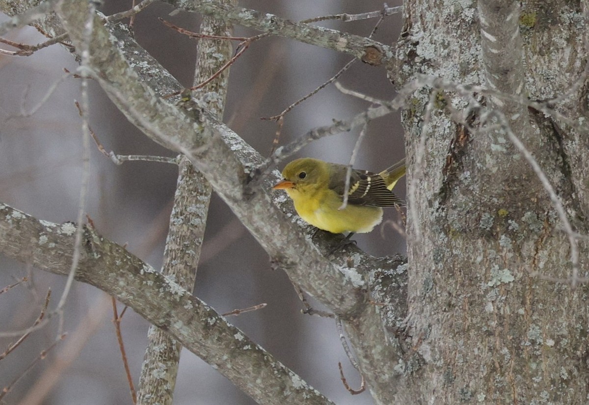 Western Tanager - ML646558981