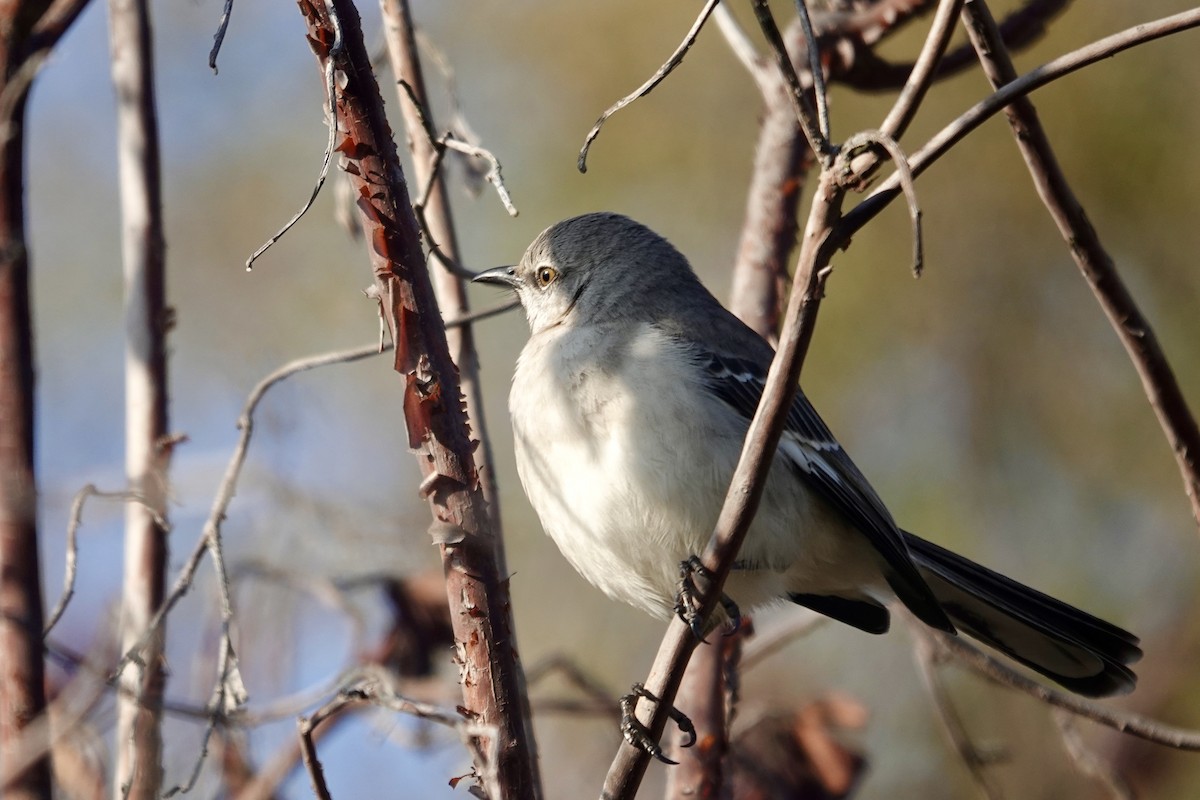 Northern Mockingbird - ML646558985