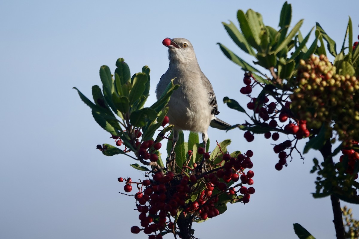 Northern Mockingbird - ML646558986