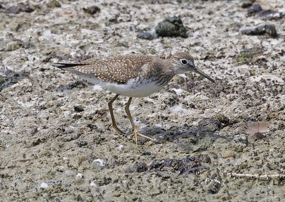 Kuliska bakartia - ML646558987