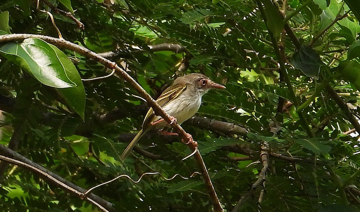 Pearly-vented Tody-Tyrant - ML646558988
