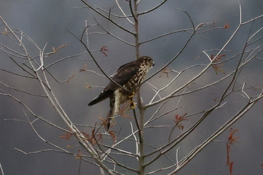 Merlin - ML646558991