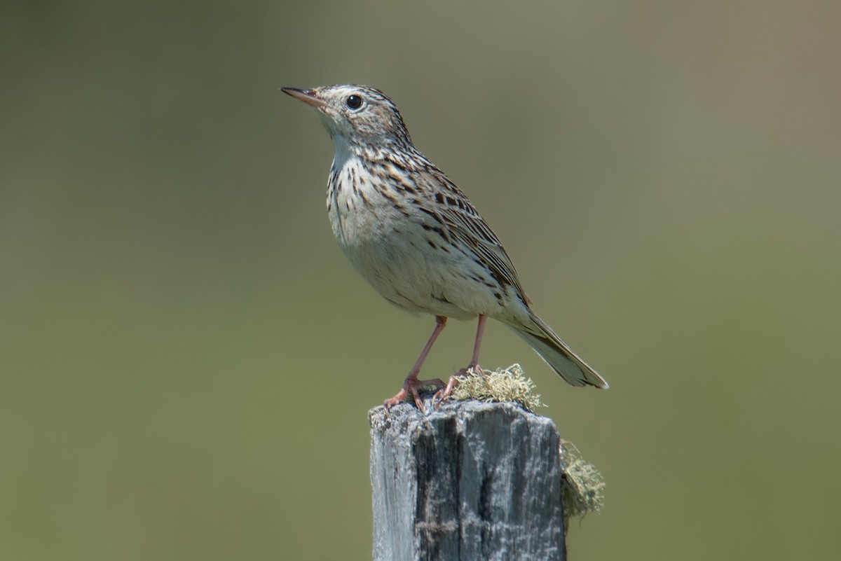 Pipit de Hellmayr - ML646558992